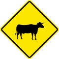 W13 Cattle