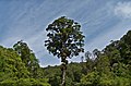 Metrosideros robusta in de Tararua Range