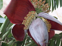 Inflorescence, partially opened