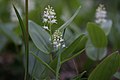 Maianthemum canadense Desfontaines. — Wild Lily-of-the-valley.