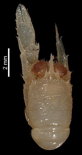 Munida leptitis