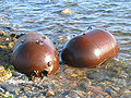 Seeminen am Strand