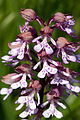 Orchis × hybrida Hybride: Orchis militaris × Orchis purpurea Blütendetail