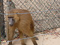 Guinea-Pavian Guinea Baboon