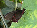 Parides photinus