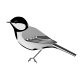 Parus major