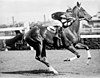 Phar Lap with jockey Jim Pike riding at Flemington race track c 1930