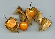 Kapstachelbeere (Poha Beere) (versch. Physalis-Arten haben ähnliche Früchte)