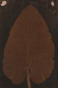 Sarah Anne Bright's Quillan Leaf (1839)