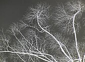 Tree branches as seen from below. There are no leaves on the branches and they split many times.