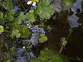 Ranunculus aquatilis var. aquatilis