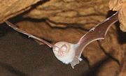 Brown bat