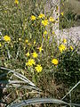 Senecio inaequidens