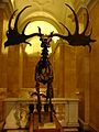 Skamieniały szkielet Megaloceros giganteus w Muzeum Historii Naturalnej w Wiedniu.