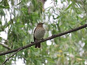 Swainson's thrush