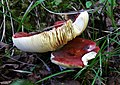 Russula xerampelina