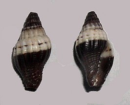 Vexillum sinuosum