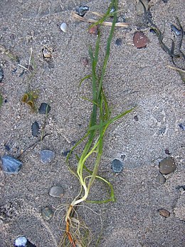 Közönséges tengerifű (Zostera marina)