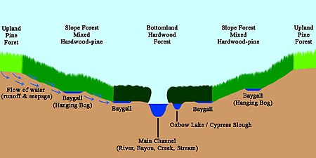 Baygalls are shallow wetlands that typically form on the terraces of forest slopes or on the margins of floodplains.