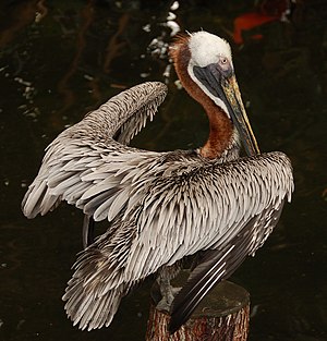 Karayip Kahverengi Pelikanı