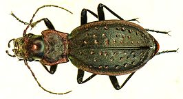 Carabus irregularis