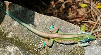 Een wenkpootje (Cnemidophorus lemniscatus) in N.P. Tayrona.