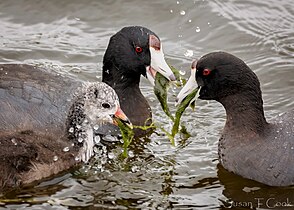 Eating algae