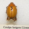 Cotalpa lanigera