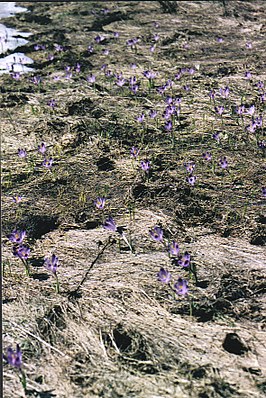 krokussen, Nationaal park Gorce