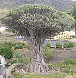 Dracaena draco