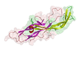 Struktur Humanes Choriongonadotropin, β-Untereinheit