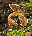 Hypomyces sp, Mount Field National Park, Collinsvale, Tasmania, Australia