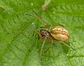 Weibchen der Großen Dickkieferspinne (Pachygnatha clercki)