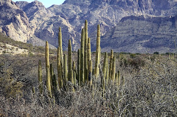 Plant at San Carlos, Sonora, Mexico.