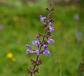 Salvia vigrata L.