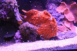 Antennatus coccineus