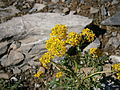 Sisymbrium austriacum