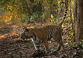 A tiger aims his penis backward while urinating.[1][2]