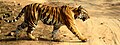 Bandhavgarh National Park have highest known density of the tiger population