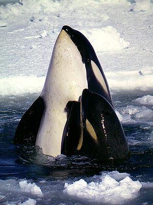 Orca ("type C") spyhopping