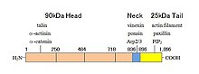 Vinculin domain structure