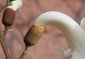 Close-up of the hole at the base of the flower used to assess the nectar