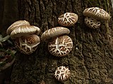 Shiitake-Pilze