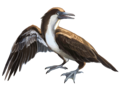 Yanornis martini