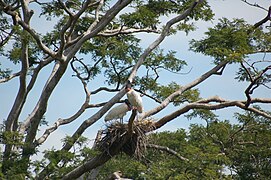 Ein Nest mit beiden Elterntieren