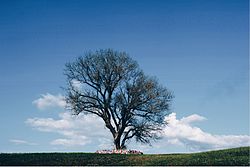 A lone poplar, a protected area of Russia in Tselinny District