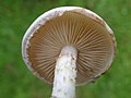 Agrocybe dura