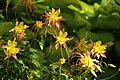 An unusual Aquilegia pubescens at Red Butte Gardens