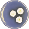 Aspergillus allahabadii growing on CYA plate