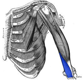 De m. brachialis is onderaan de bovenarm te zien.